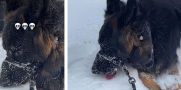Video: Dog Starts to Munch Snow on His Walk