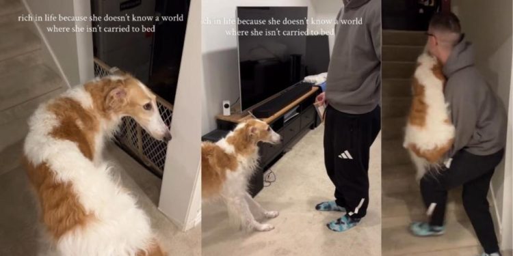 Video: This Dog Won’t Go to Bed Without Dad Carrying Her