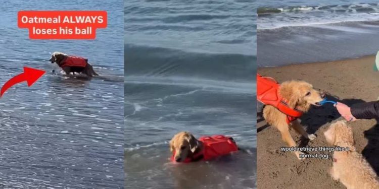Video: Golden Retriever Is ‘Reckless’ With His Retrieving Skills