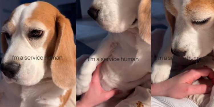 Dog Exposes Owner as Full-Time ‘Service Human’ in Hilarious Video