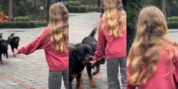 Dogs Ran to the Kid as Soon as She Called Out to Them in Adorable Video