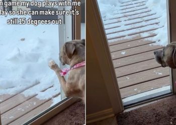 Dog’s Game With Owner Involves Checking Outdoor Temperature