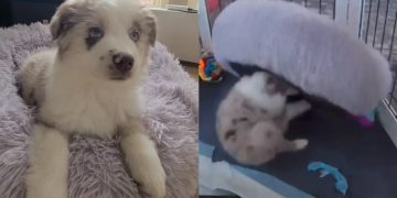 Video: Puppy Has a Bed but Hasn’t Been Using It Right