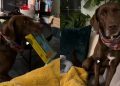 Video: Dog Never Misses Book Reading Ritual at Day’s End