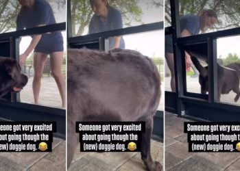 Video: Labrador Gets Thrilled After Passing Through New Dog Door