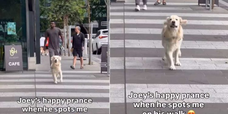 Video: Dog’s ‘Happy Prance’ After Spotting Mom Steals Hearts