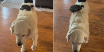 Golden Retriever Lets Baby Birds Hitch a Ride on His Back but Is Too Slow