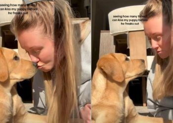 Video of Puppy Reacting to Being Kissed Repeatedly Melts Hearts