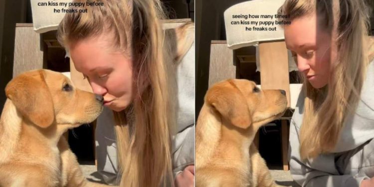 Video of Puppy Reacting to Being Kissed Repeatedly Melts Hearts