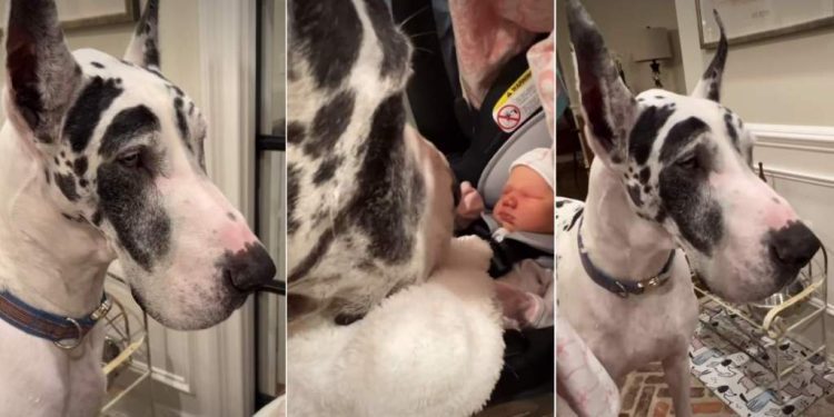 Big Dog’s First Look at His Baby Niece Is All Kinds of Adorable