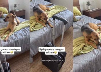 Video: Rescue Pup Reacts to Seeing Dad With His Suitcase