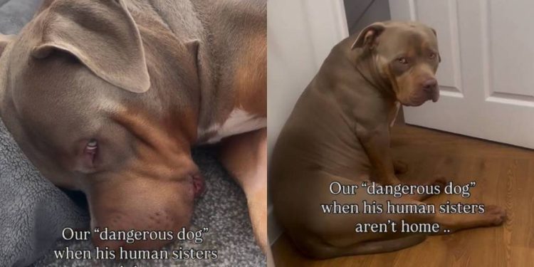 Video: Dog’s Mood Drops When His Sisters Are Away