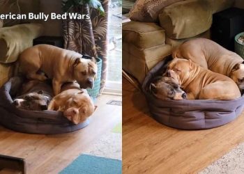 Video Captures 4 Dogs & Their Never-Ending Battle for a Spot in Bed