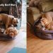 Video Captures 4 Dogs & Their Never-Ending Battle for a Spot in Bed