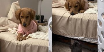 This Golden Retriever & Cat’s Nighttime Routine Will Make You Laugh