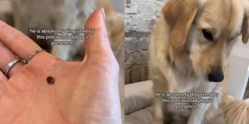 Golden Retriever Is ‘Absolutely Disgusted’ by a Crawling Ladybug