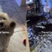 Video: Dogs Leave Owner Speechless After They Check Camera at Work