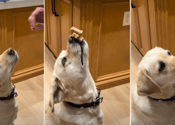 Video: Dog Wows Internet With ‘Triple Stack’ Treat Trick