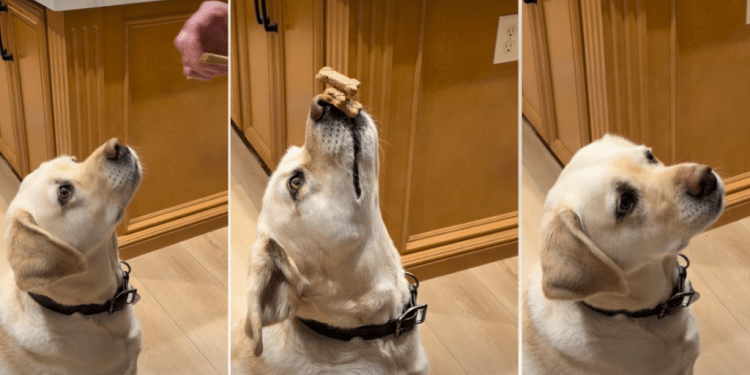Video: Dog Wows Internet With ‘Triple Stack’ Treat Trick