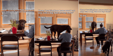 Video: Dog Crashes Zoom Call Trying to Steal a Hair Clip