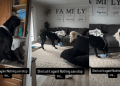 Great Dane Gains Cat Sibling’s Subtle Support To Steal Treats