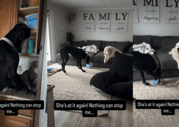 Great Dane Gains Cat Sibling’s Subtle Support To Steal Treats