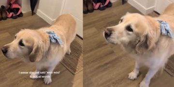 Golden Retriever Is a Pro at Speaking English With Her ‘Woos’