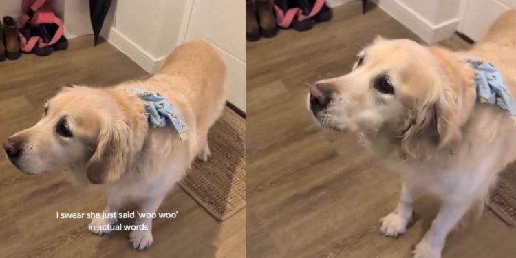 Golden Retriever Is a Pro at Speaking English With Her ‘Woos’