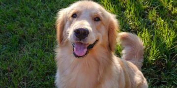 Golden Retriever Crowned as First Pet Mayor of Forsyth Humane Society
