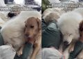 Video: Big Dog Competes With Golden Retriever Siblings for Owner’s Attention