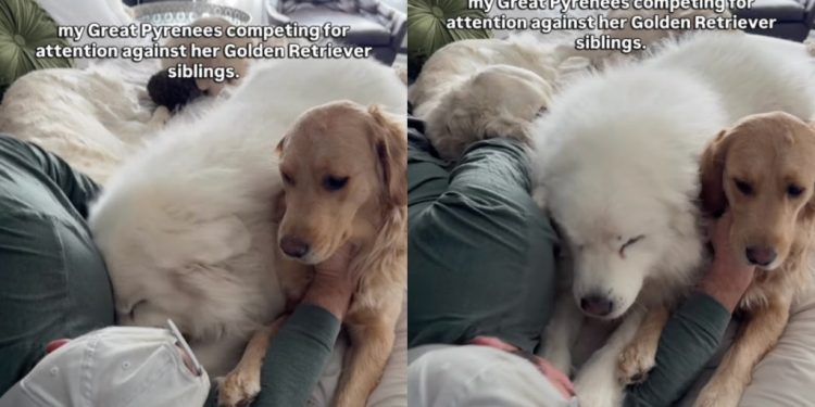 Video: Big Dog Competes With Golden Retriever Siblings for Owner’s Attention