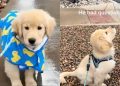 Video: Golden Retriever Puppy Experiences Rain for First Time