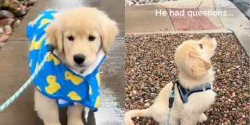 Video: Golden Retriever Puppy Experiences Rain for First Time