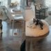 Video: Dog’s Reaction After the Other Dog Goes on a Zoomies Spree Is Priceless
