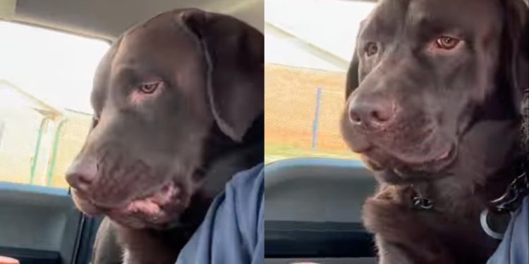 Dog Says ‘Absolutely No’ to a Pretend Bite From Owner in Adorable Video