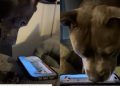 Video: Dog’s Love for the Phone Will Surprise You