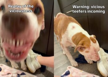 Foster Dog Shows Off Her Sweet & Sassy Side in Moving Video