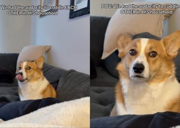 Video: Dog Moves Further Away From Owners After They Cuddle