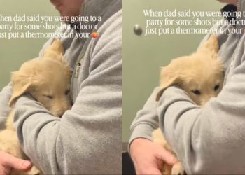 Golden Retriever Puppy Melts Into Owner’s Arms During Vet Visit