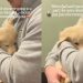 Golden Retriever Puppy Melts Into Owner’s Arms During Vet Visit