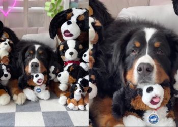 Dog Nearly Disappears in a Pile of Look-Alike Toys