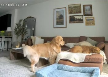 Golden Retriever’s Only Job Is to ‘Directly Exist’ in Furry Brother’s Business