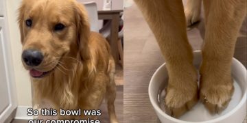 Golden Retriever Doing ‘Toe Bean Soak’ To Fight Allergies Melts Hearts