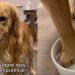 Golden Retriever Doing ‘Toe Bean Soak’ To Fight Allergies Melts Hearts