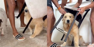 Golden Retriever Hilariously Gets Himself Stuck Under a Chair