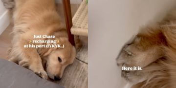 Video: Dog Recharges at His Favorite Spot in Home