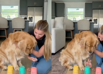 Video: Golden Retriever Slowly Aces Treat Under Cup Challenge