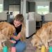 Video: Golden Retriever Slowly Aces Treat Under Cup Challenge