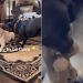 Labrador Stays Calm as Two Dogs Fight in Funny Video