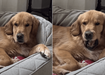 Video: Dog Is Ready for 4th Nap After Waking up From 3rd One